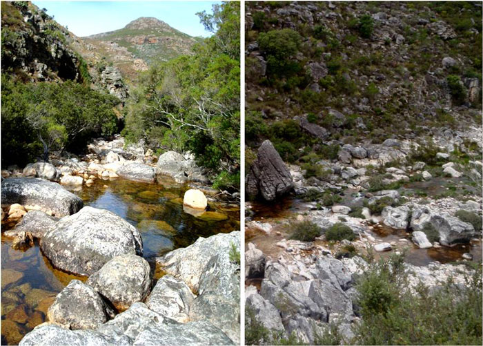 The Krom River in du Toitskloof (left) where a small population of giant redfin occur, and the Wit River in Bainskloof (right) where giant redfin once occurred but are now likely extinct © Jeremy Shelton