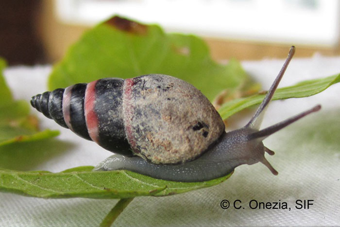 The re-discovered Aldabra banded snail © Catherina Onezia/SIF