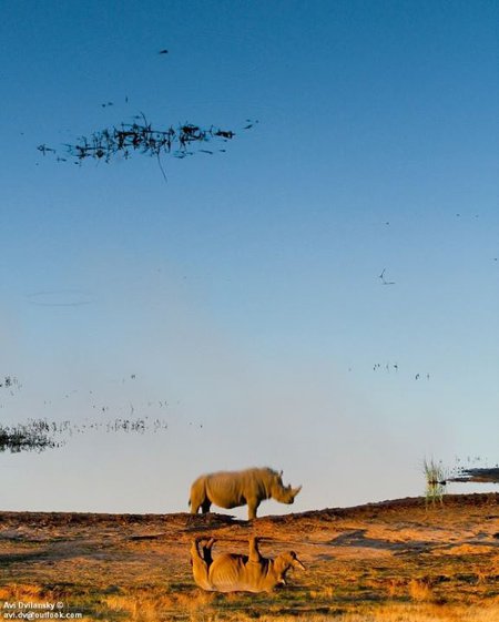 World Rhino Day Photo Competition Winners Africa Geographic