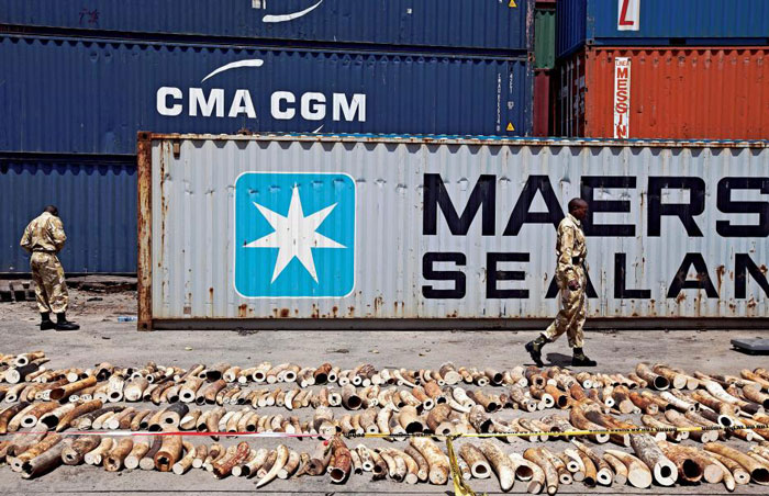 Kenya Wildlife Service (KWS) Rangers walk past a confiscated ivory consignment at the Mombasa Port on Oct. 8, 2013. Ivan Lieman/AFP/Getty