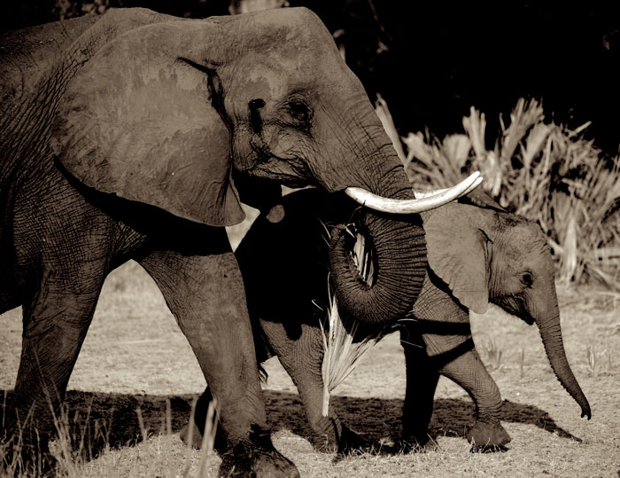 elephant-march