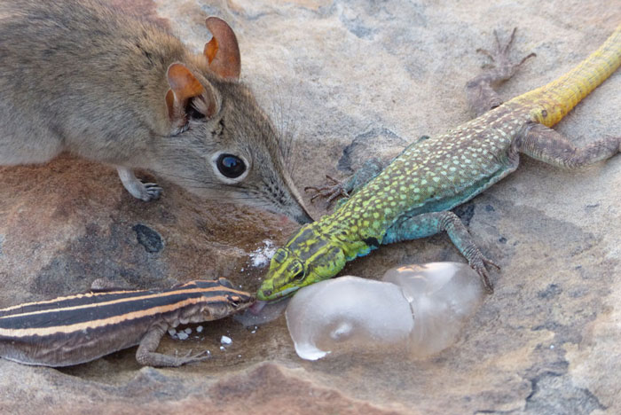 How to photograph the Tuli elephant shrew - Africa Geographic