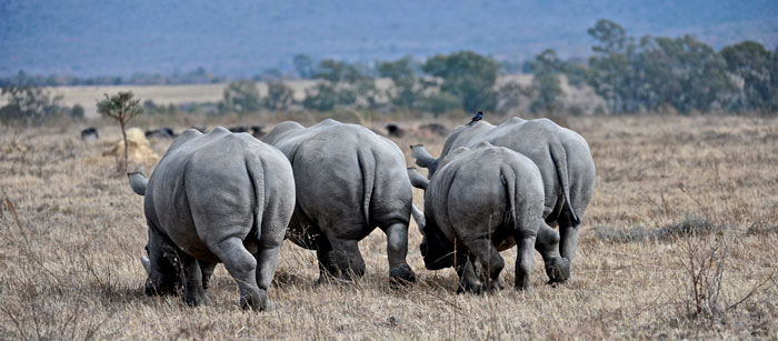 global-rhino-march