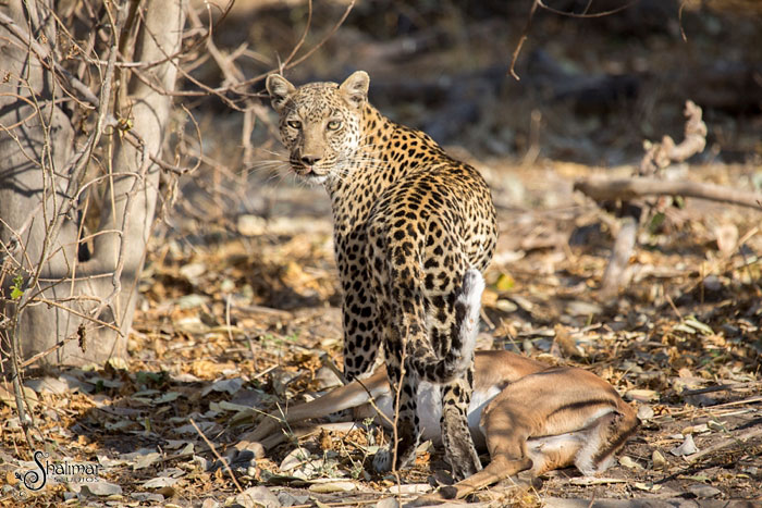 leopard-with-impala-kill
