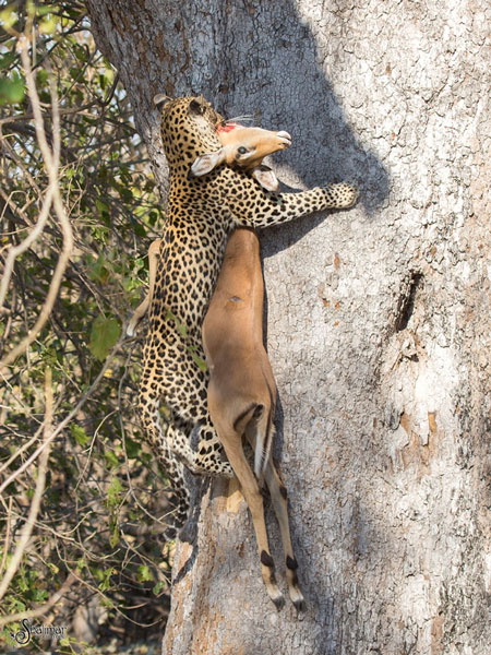 leopard-with-kill-climbing-tree