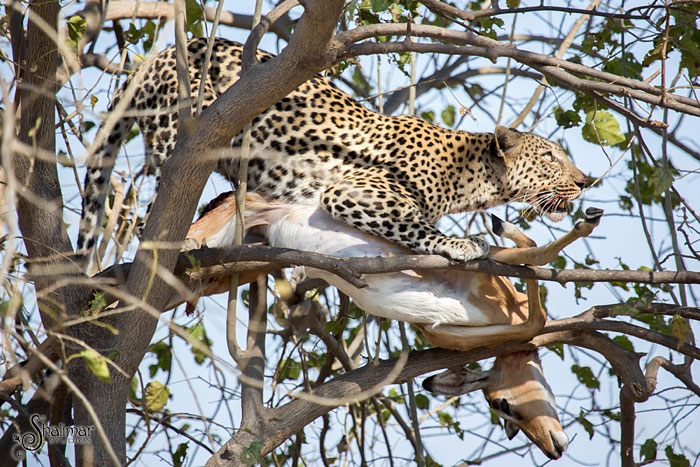 leopard-with-kill-climbs-tree