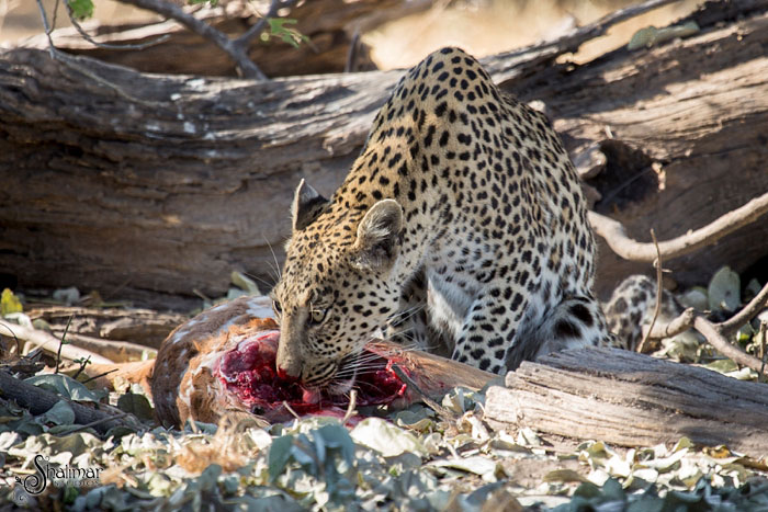 leopard-with-kill-in-botswana