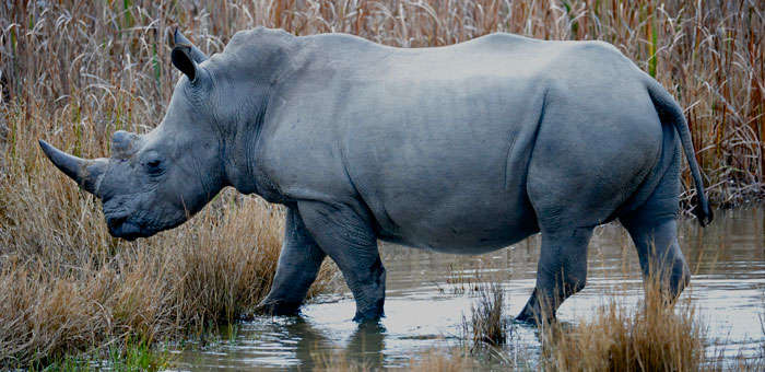 rhino-march