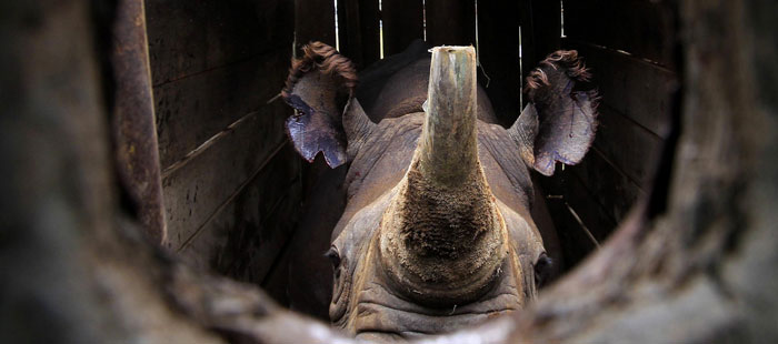 An endangered black male rhinoceros with its horn partially cut-off stands in a cage after a radio transmitter was implanted in its horn before translocation at the Lake Nakuru National park in Kenya's Rift Valley, 160km (99 miles) west of the capital Nairobi, October 12, 2010. After implanting radio transmitters into the horns to track the animals, and notching their ears, KWS is translocating 10 black rhinos to the Tsavo National Park, southeast of Nairobi, to re-establish the population. Thomas Mukoya/Reuters