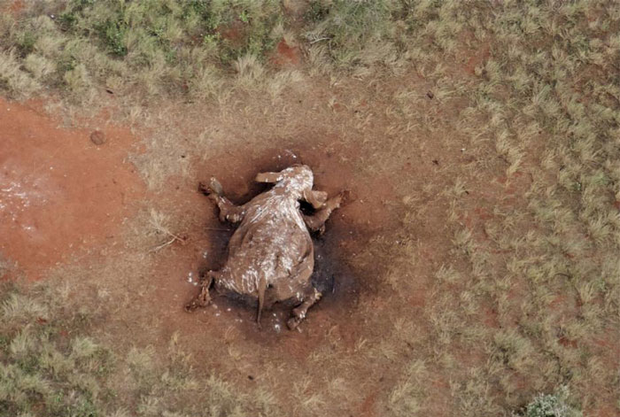One of Kenya's last big tuskers, 45-year-old Satao, was found dead in Tsavo National Park with its enormous tusks hacked off and presumably already smuggled out of the country. Mark Deeble & Victoria Stone - markdeeble.wordpress.com