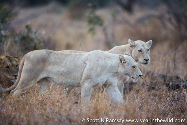 The two white lionesses, on the move towards the river bed, soon after sunrise.