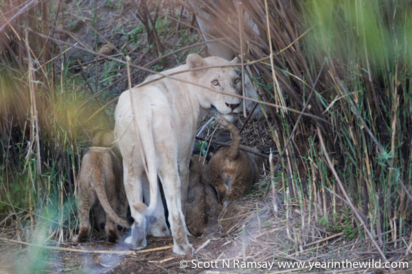 The mother went down into the river bed, and gave us one last look before disappearing with the cubs.