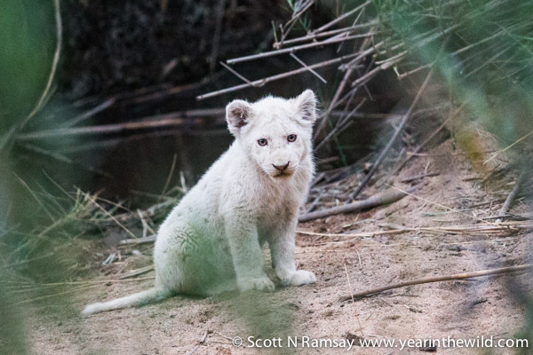 White lion cub... an extremely lucky sighting.