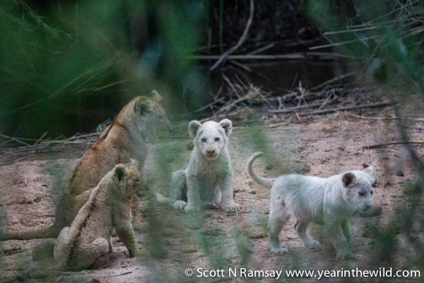 The two white cubs and tawny cub in this photo are noticeably smaller than the one tawny cub, because they are a younger litter.