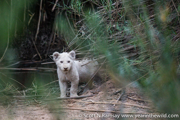 A white cub emerges... how cute is that?