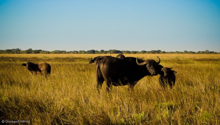 Liuwa-Plain-National-Park-African-Parks-Buffalo-herd