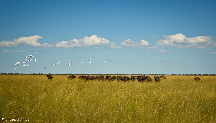 Liuwa-Plain-National-Park-African-Parks-buffalo