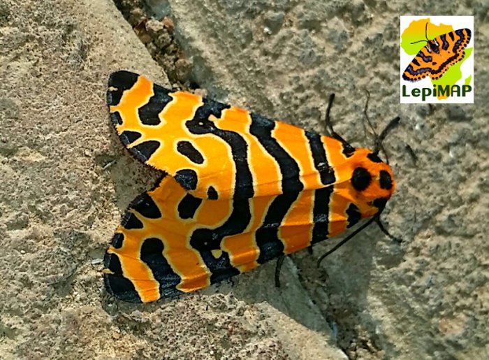 Beautiful Tiger moth. © Eward Doubell