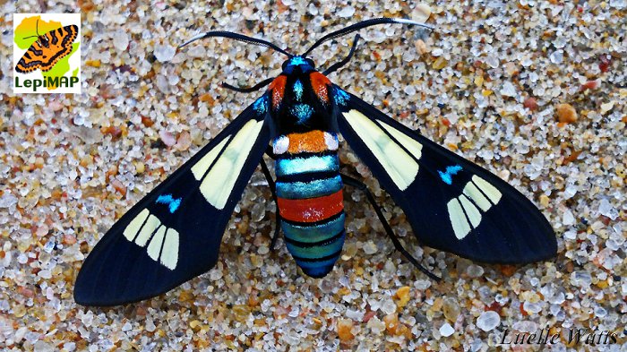Splendrous Hornet moth. © Luelle Watts