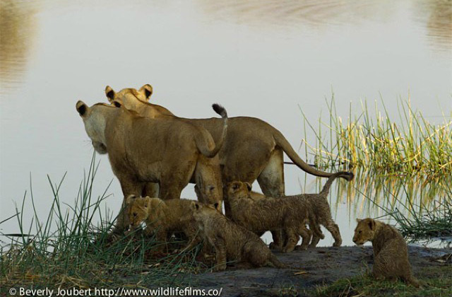 lion baby, swim! - Africa Geographic