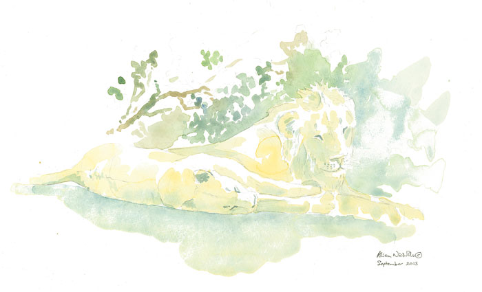 lion-watercolour