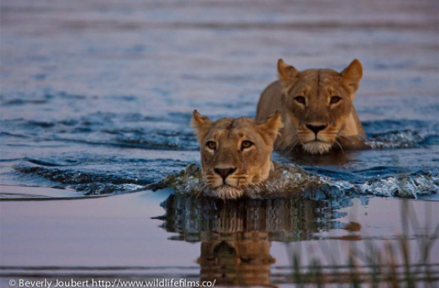 Swim, lion baby, swim! - Africa Geographic