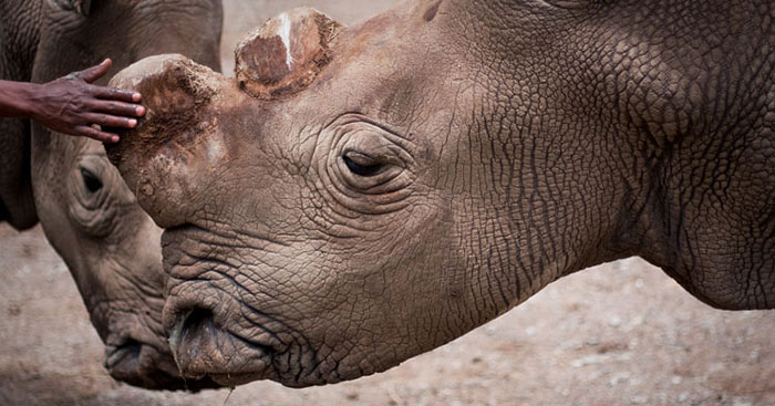 Suni was one of the four northern white rhinos residing on Ol Pejeta. He was 34 years old.