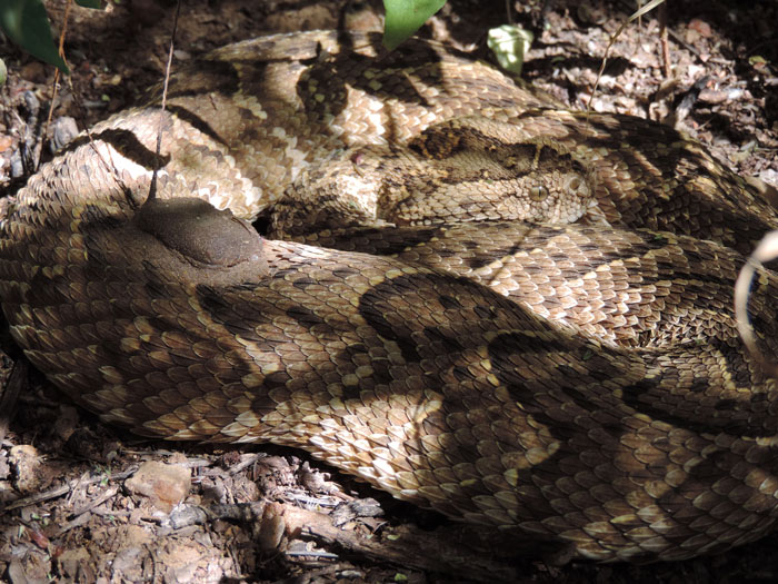 It's time to talk puff adders Africa Geographic