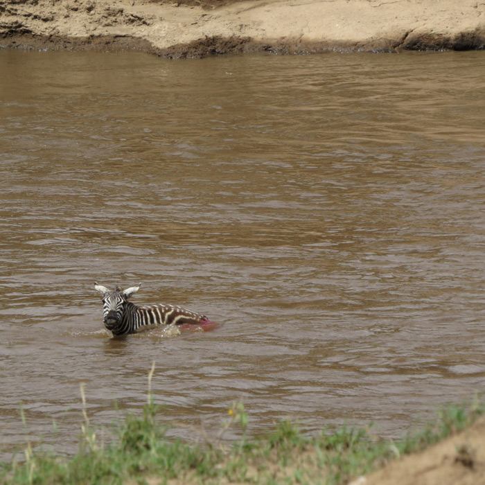 A fateful zebra crossing Africa Geographic