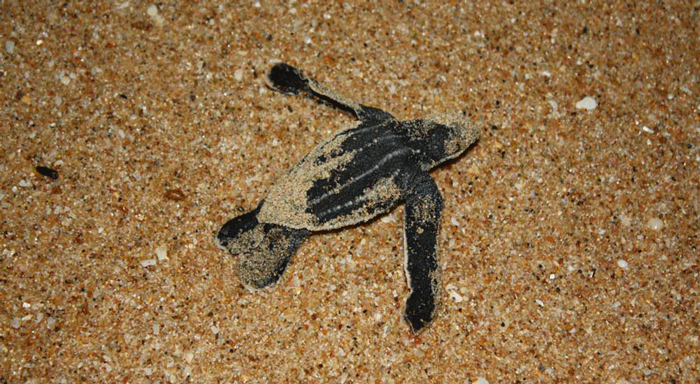 After 60 to 70 days, the hatchlings emerge at night (usually) and make their way back to the sea. Up to 12% may be taken during this short journey by ghost crabs. For the first couple of months the tiny turtles are prey to many marine predators. It is estimated that out of every 1000 eggs only one or two hatchlings survive. Females breed every two to three years.
