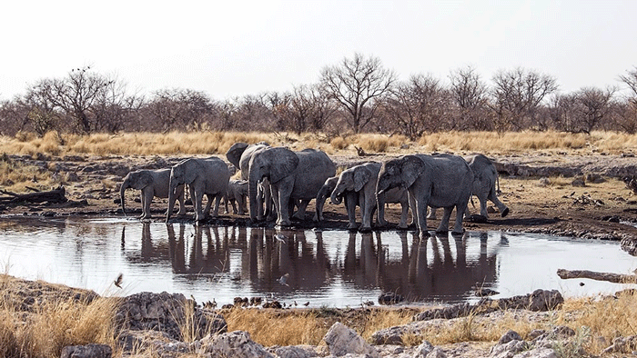 Elephants disturbing the lions at Nuamses. © Anton Renate-Kruger