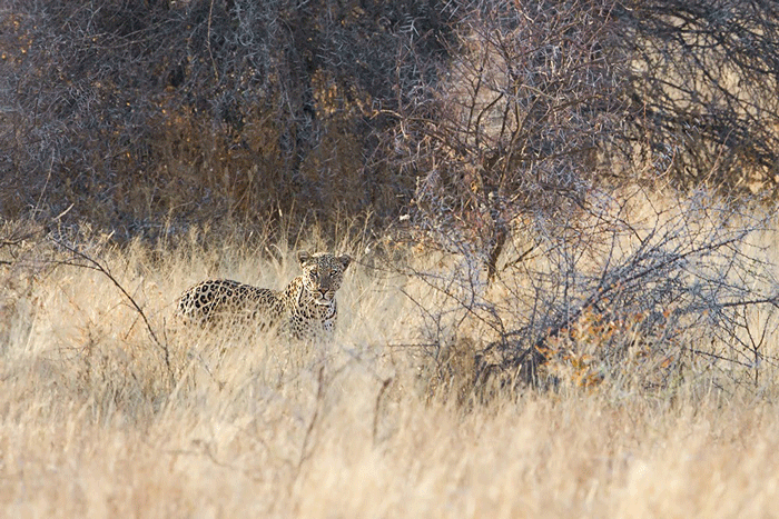 The leopard close to Goas. © Anton Renate-Kruger