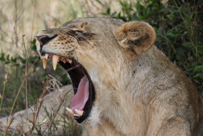 Remains of 12 lions found in Senegal crackdown - Africa Geographic