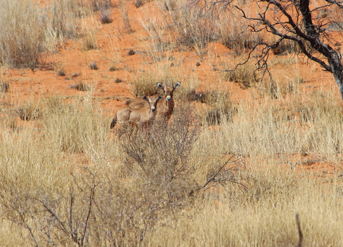 Desert life Exploring the Kgalagadi Africa Geographic
