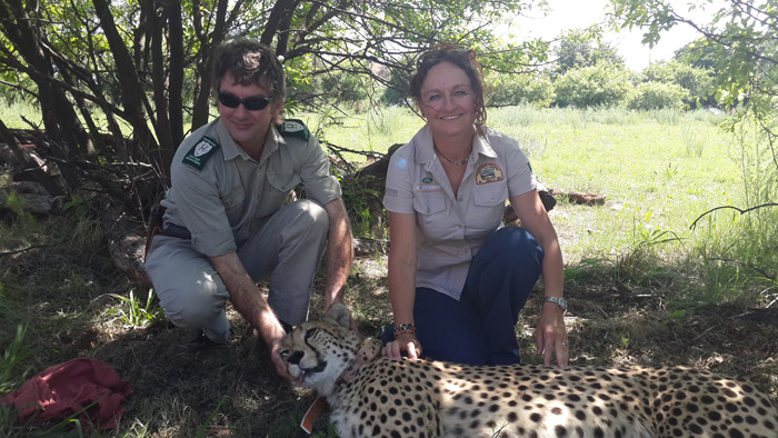Riaan Marais, Manager at Rietvlei Nature Reserve and Kelly Marnewick, Manager of the EWT Carnivore Conservation Programme with the newly collared cheetah.