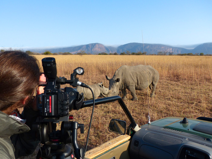 filming-rhinos