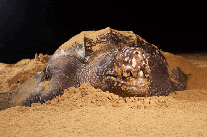 The gigantic leatherback turtle can weigh over 800 kg. It has a deep, narrow, barrel-shaped shell that lacks horny scutes (horny scales), but is instead covered with thick, smooth skin like vulcanised rubber. The flippers are long and clawless, and in the adults the shell and flippers are black, usually scattered with white spots. Leatherbacks can be found nesting from Maphelane in the south all the way along the coast of iSimangaliso into Mozambique. Most breeding occurs between Manzengwenya and Bhanga Nek in the Coastal Forest Reserve section of the Park.