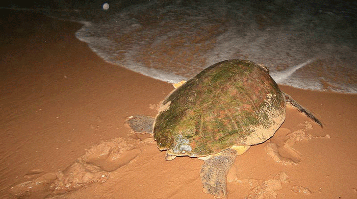 The loggerhead turtle is much smaller than the leatherback turtle. It weighs between 80 and 140 kg. The large head and carapace are uniformly red-brown in juveniles and adults and their extremely strong jaws are able to crush giant clams. In southern Africa they mainly breed along the sandy shores of the iSimangaliso Wetland Park, with very small and isolated breeding patches along the coast of Mozambique. They come ashore every two to three years to lay about 500 eggs in batches of 100 to 120 every 15 days. This usually takes place at high tide during moonless nights. Both loggerhead and leatherback turtles nest in summer, generally at night. The female emerges from the surf and rests in the wash zone, looking out for danger. Then she moves above the high water mark to find a suitable site to lay her eggs. Around a thousand eggs are laid altogether during a breeding season, at nine to eleven day intervals. A high percentage (70-75%) hatch successfully.