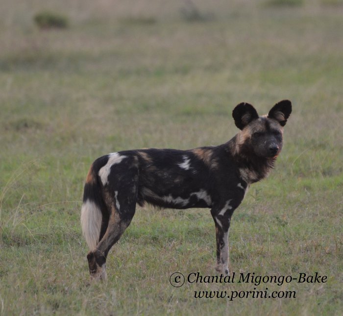 5 reasons why wild dogs are extraordinary Africa Geographic