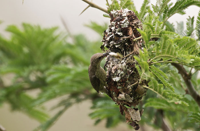 Purple-banded-sunbird-tree-nest-female
