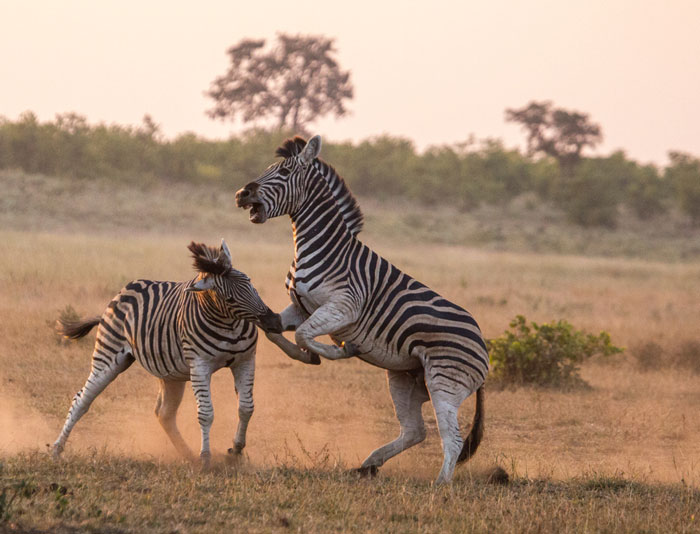 Looking at zebras in a different light - Africa Geographic