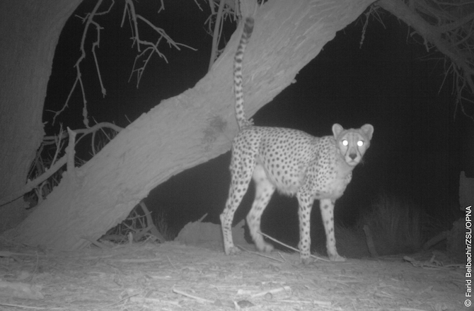 Saharan Cheetah Research Paper