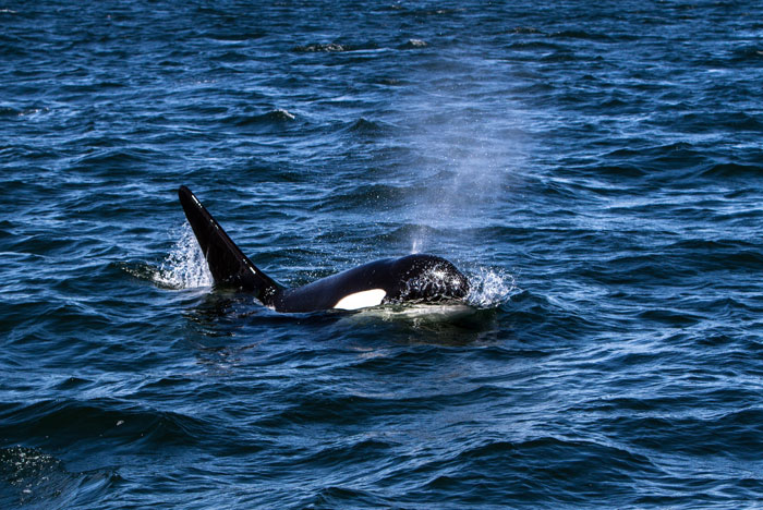 Cape-Point_orca