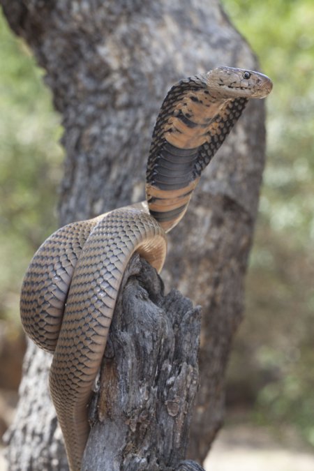 Mozambican spitting cobra