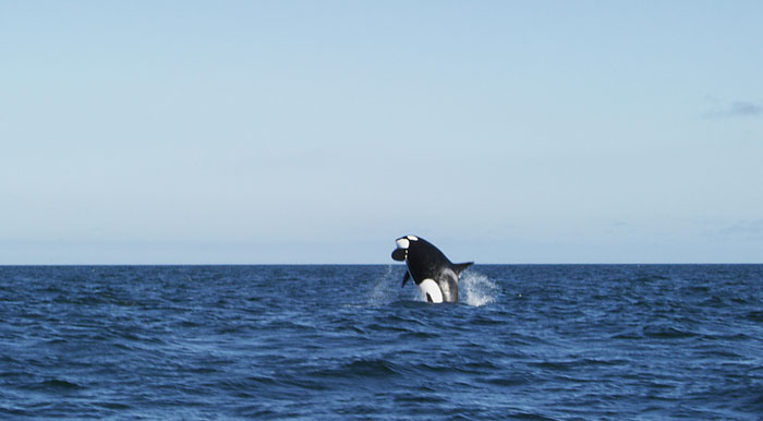 Killer-whale-jumping