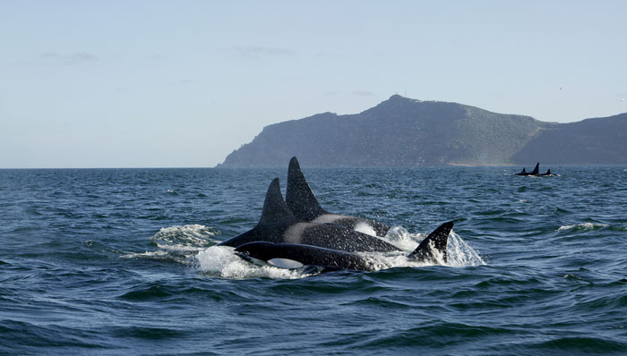 Killer-whales-Cape-Town
