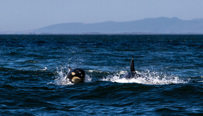 Killer-whales-Cape-Town_False_bay