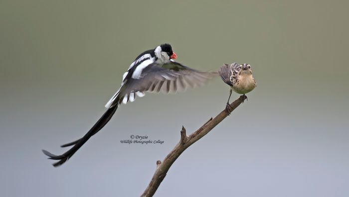 MArk-Drysdale-bird-photography