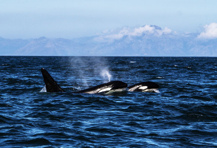 Orca-Buffels-Bay