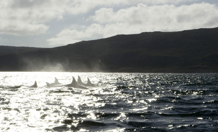 Orcas-Cape-Point